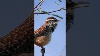 Download lagu Dengarkan Suara Burung Cactus Wren! mp3 Download lagu Dengarkan Suara Burung Cactus Wren! mp3