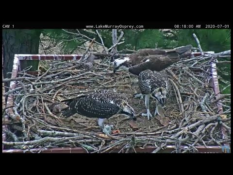 Lake Murray Osprey C2 self feeds for 1st time 8:17am 7-1-2020