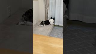 入念に外を観察するフレブル