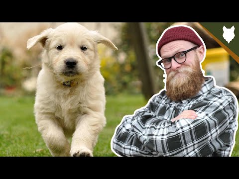 3 EASY TIPS TO GET PERFECT RECALL WITH YOUR PUPPY