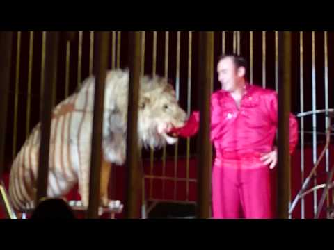 Leone "mangia" braccio a domatore