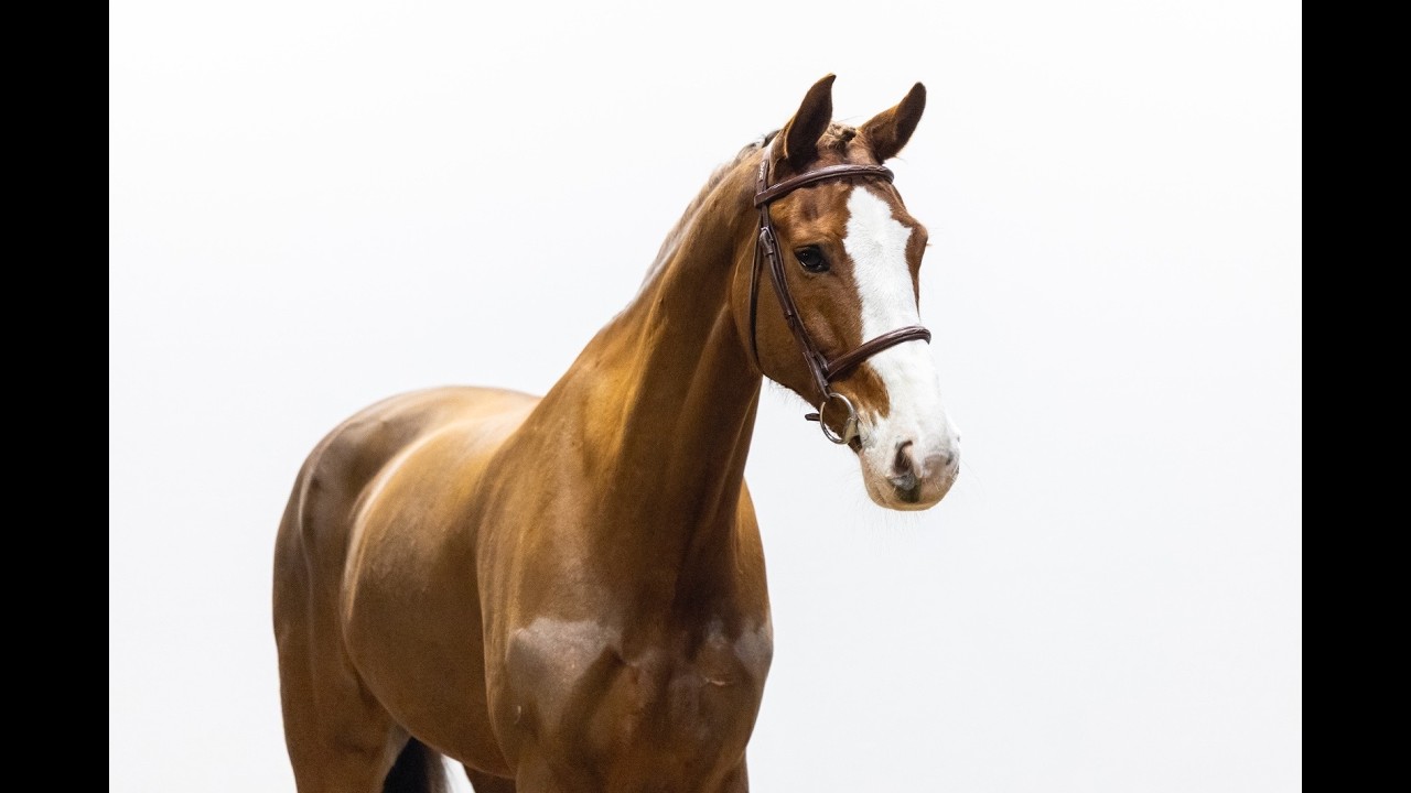 Kingston (ZIROCCO BLUE VDL x HEMMINGWAY) video 1