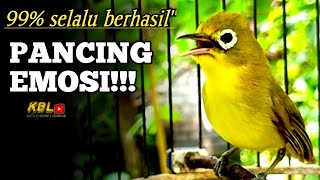 Download lagu CIAK CIAK JOSS KECIAL KUNING AMPUH||PANCINGAN KECIAL MALAS BUNYI|| mp3 Download lagu CIAK CIAK JOSS KECIAL KUNING AMPUH||PANCINGAN KECIAL MALAS BUNYI|| mp3