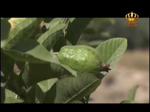 , title : 'الزراعة في الأردن - موسم الجوافة'
