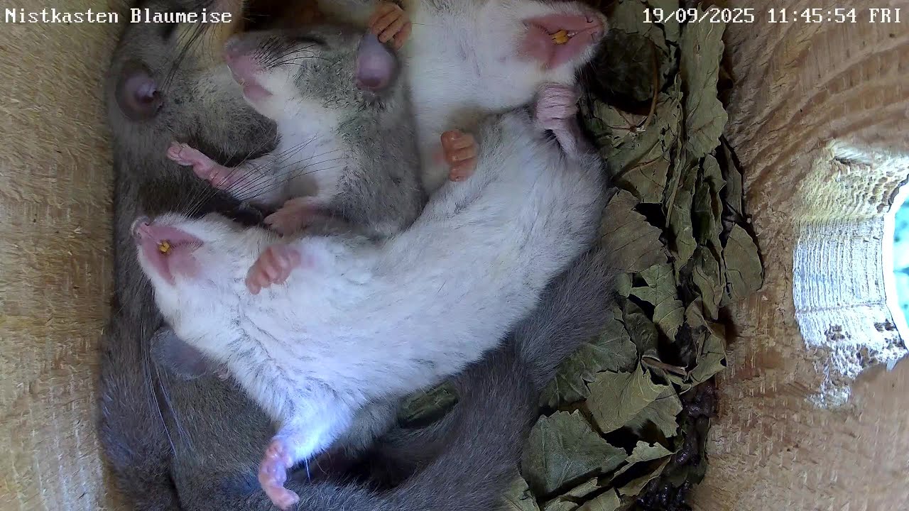 Gruppenkuscheln bei den Siebenschläfern | 19.09.2025