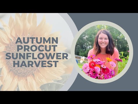 Autumn ProCut Sunflowers: When to Harvest Sunflowers! 🌻