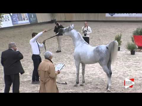 N.96 SHAWAN DU KLINTZ - DEAUVILLE 2015 - Stallion 4-7 years old (Class 10)