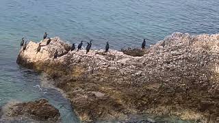 Neobične ptice na moru--morski pelikani stoje poredani na plaži na kamenjaru...