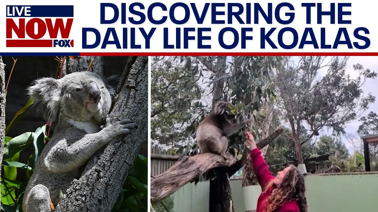 Inside Australia’s Moonlit sanctuary: A closer look at koalas