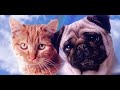 The Adventures Of Milo Otis VHS Opening 1999