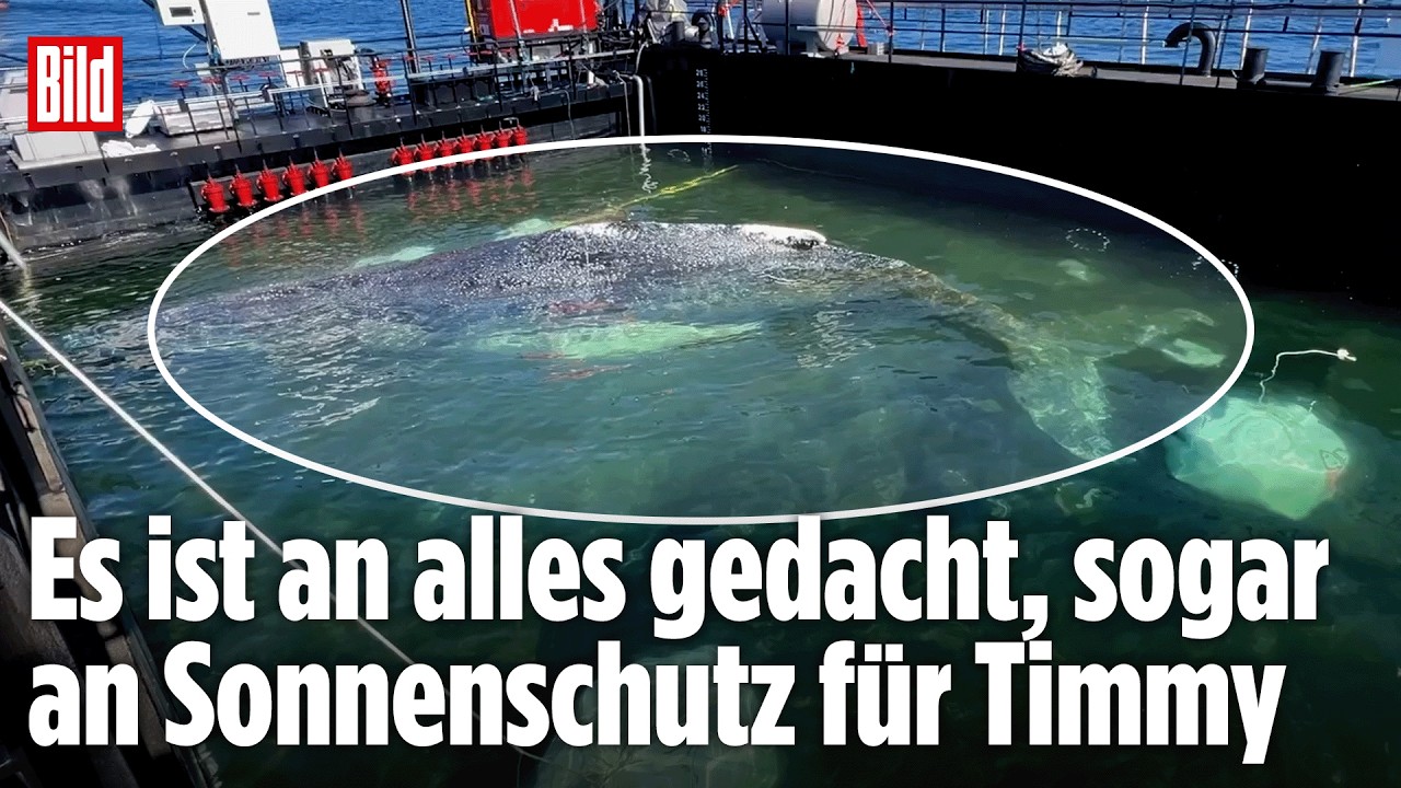 OSTSEE-RETTUNG: Buckelwal Timmy erreicht Dänemark auf Weg in die Nordsee