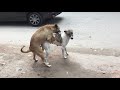 Dog Sex