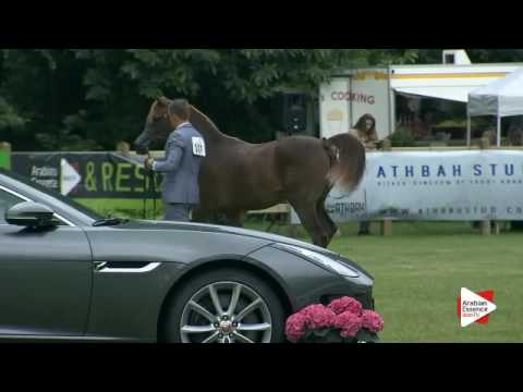 N.111 TARFAH ATHBAH - Bruges 2016 - Yearling Fillies (Class 101B)