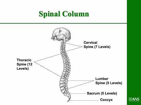 Dr. Georgios Matis - Neuromodulation - Spinal Cord Stimulation - Anatomy