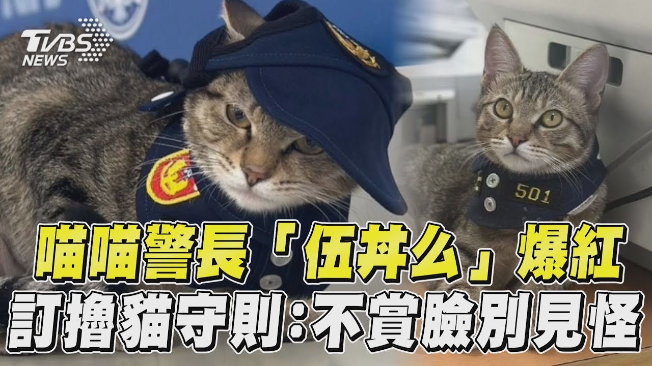 貓警長「伍丼么」爆紅!粉絲每週報到 所長急訂嚕貓守則