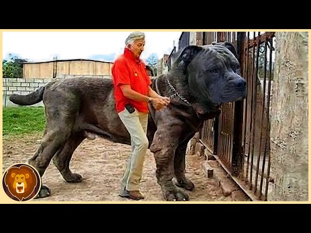 Vídeo relacionado con Alte Hunde sind die besten Hunde: Mit einem Anhang zur Pflege und Gesundheit alternder Hunde