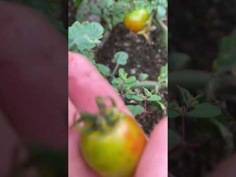  1つの植物からたくさんのトマトを得るにはどうすればよいですか？美しく豊かな収穫を楽しむための 5 つのシンプルだが効果的なヒント  庭園