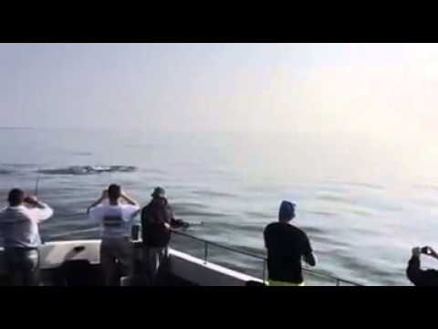 Dolphins spotted from the Sarah Jane Too