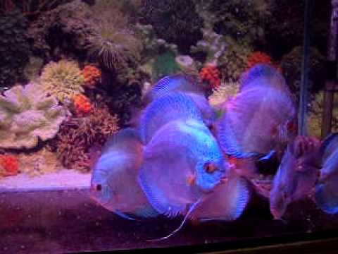 Blue Diamond discus fish