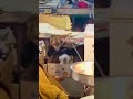 Little cute dog dancing in a box to rap music #dog #rap #shorts