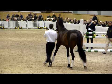 Kentucky ( Trakehner Siergerhengst 2009 )