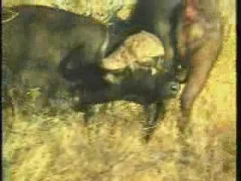 Cape Buffalo-One With Injury