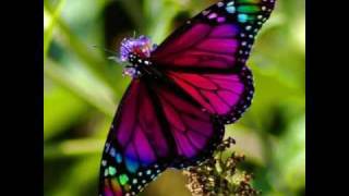 Butterfly Soul Awakening Meditation