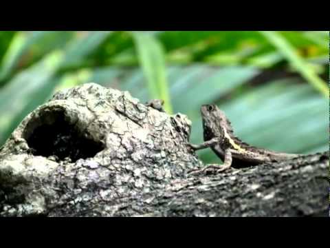 Johnny Howard (United Kingdom) - Let's Do It