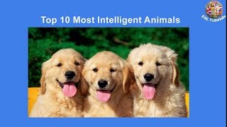 [ESL Tuyorials] - Top 10 Most Intelligent Animals