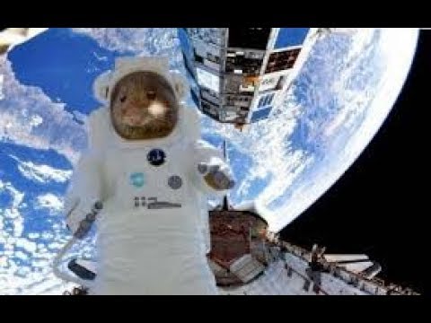 LANÇAMENTO AO VIVO - Arianespace TV VA253 - Galaxy 30 / MEV-2 / BSAT-4b