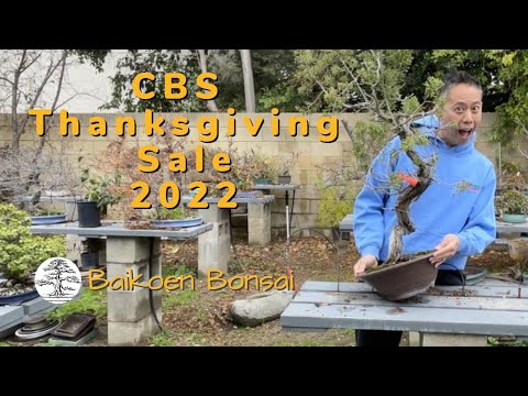 CBS Thanksgiving Sale 2022 - Bonsai Destination - Baikoen Bonsai Club