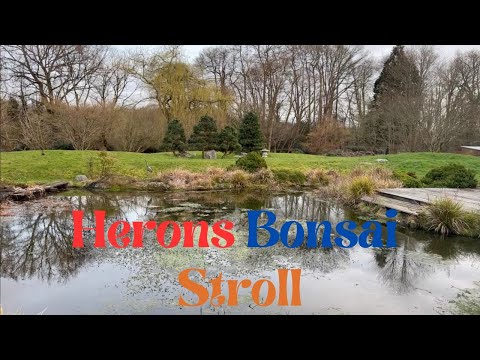 Herons Bonsai - Nursery Stroll