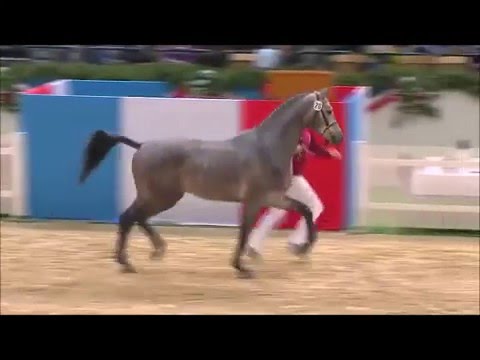 CHARLESTON: Holstein stallion winner Körung by Cascadello I Casall, www.equine-evolution.com