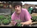 Video for Top-Grafting Starter Kit