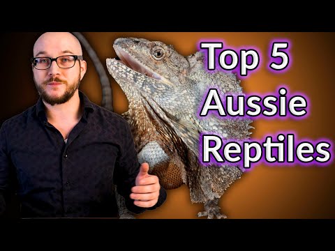 Top 5 Coolest Australian Reptiles That Make Great Pets