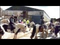 12 Wales Pony Trek