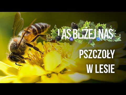 Las bliżej nas - Pszczoły w lesie