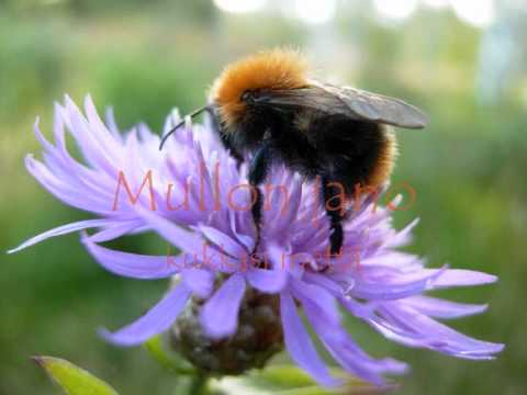 Pave Maijanen - Jano