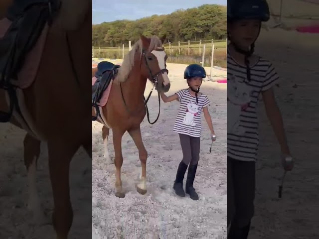 Poney PP Welsh B 