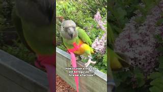 How to Train a 1 Year Old Senegal Parrot to Wear a Harness?