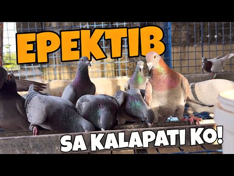 1 MONTH ANG EPEKTO SA KALAPATI NG BINILI KO SA SHAPI