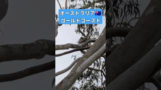 雨の日、野生のコアラ🐨探し　#shorts