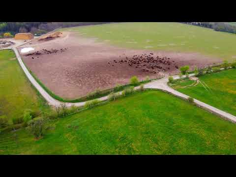 Bisongehege Stangerode im Harz