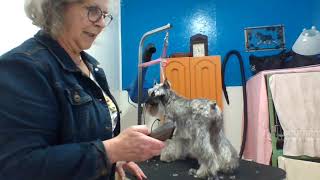 toiletter schnauzer nain