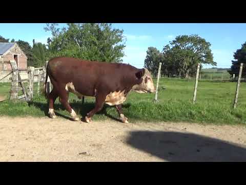Lote 3 Toros PI Polled Hereford, Lavalleja