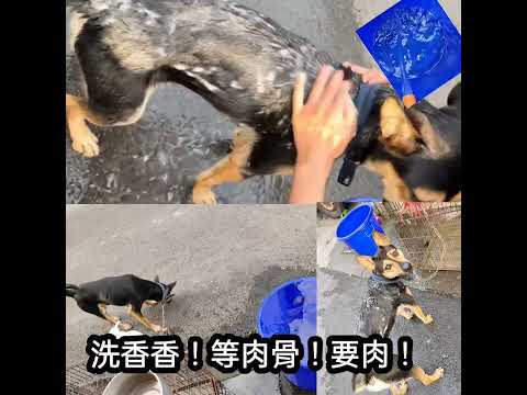 寵物-我叫狼少爺-嘻哈AI版MV