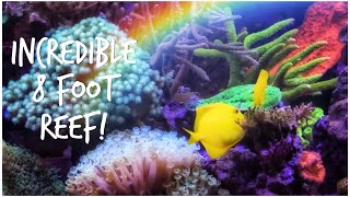 Reef Secrets’ Incredible 8 Foot Reef Display Tank
