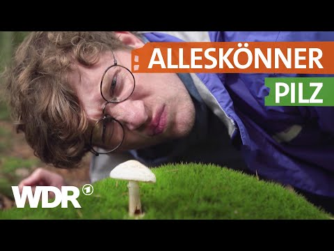 Warum Pilze viel mehr als nur lecker sind | neuneinhalb | WDR