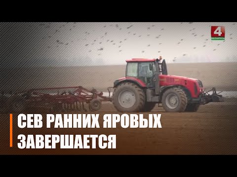 Брагінскі і Мазырскі раёны завяршылі сяўбу ранніх яравых збожжавых видео