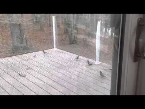 Evening Grosbeaks visiting our feeders on Turtle Lake in Be